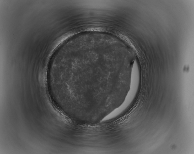 X0000099490531200806121354