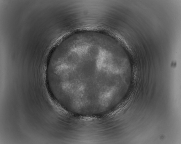 X0000099490542200806121354