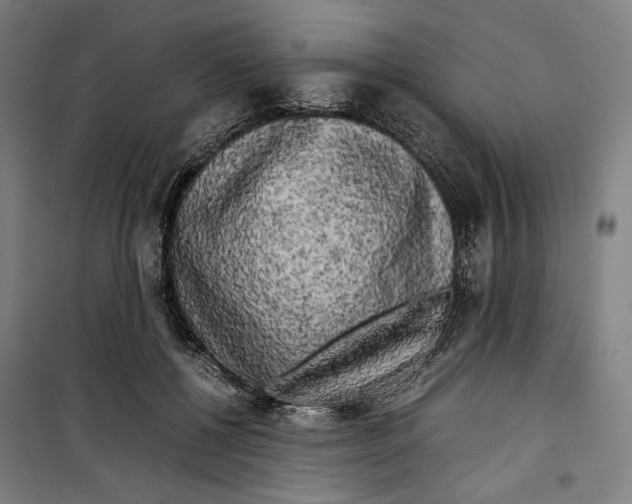 X0000099490552200806121354