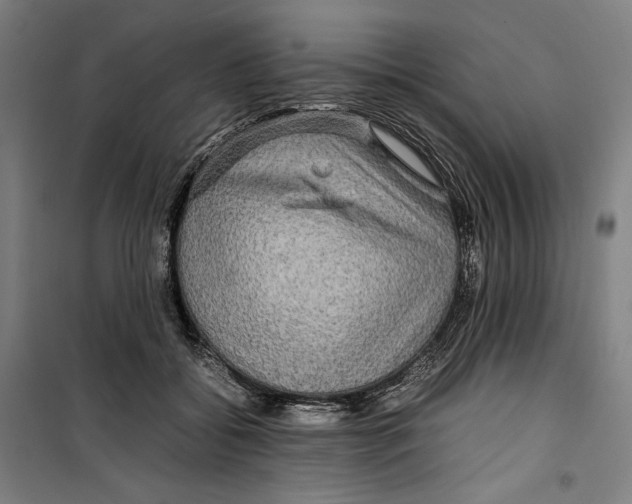 X0000099490556200806121354