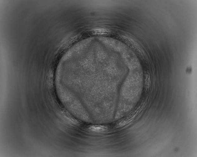 X0000099490557200806121354