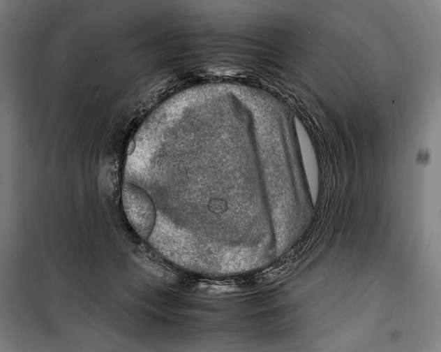 X0000099490559200806121354