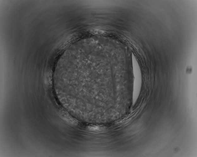 X0000099490561200806121354