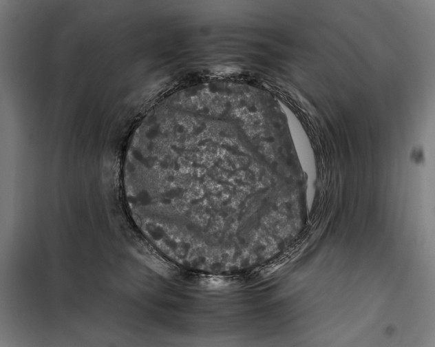 X0000099490565200806121355