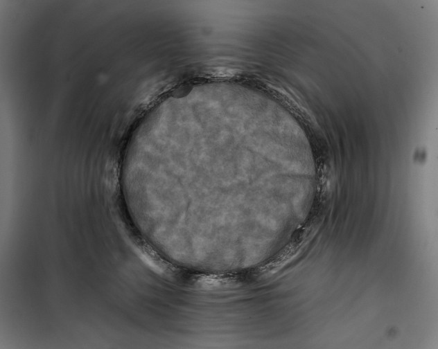 X0000099490568200806121355