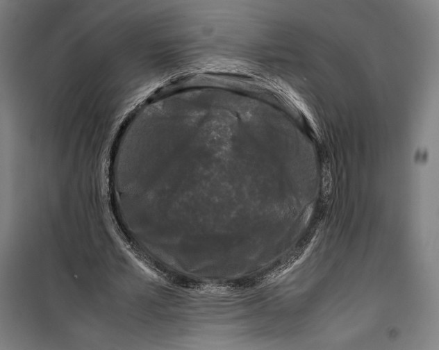 X0000099490581200806121354