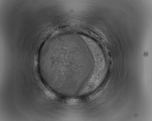 X0000099490593200806121354