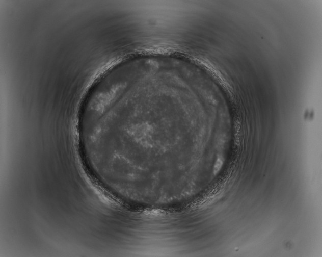 X0000099490634200806121353