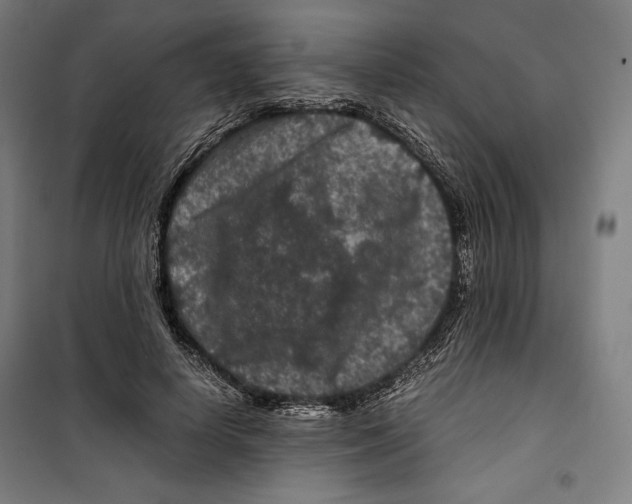 X0000099490642200806121353