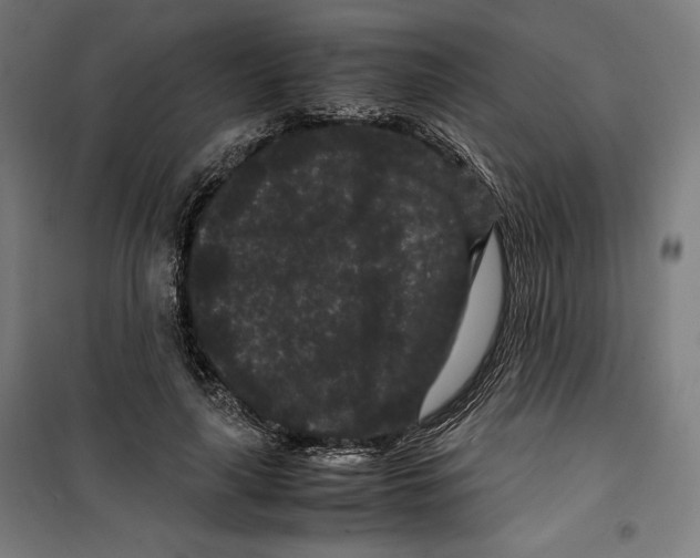 X0000099490643200806121353