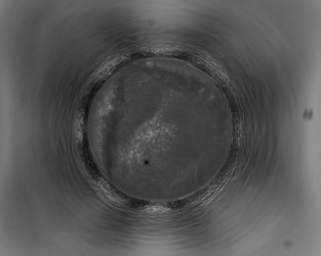 X0000099490644200806121353