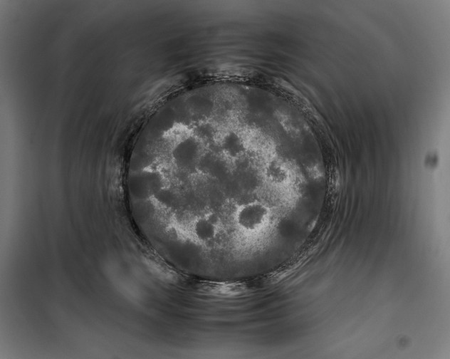 X0000099490663200806121353