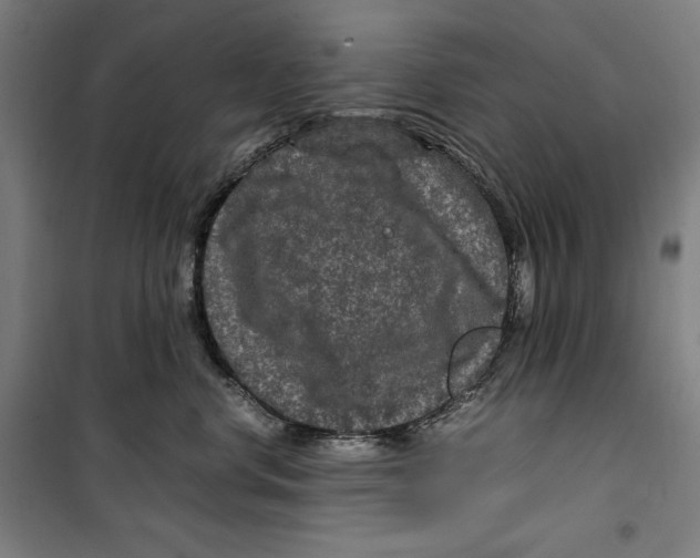 X0000099490668200806121353