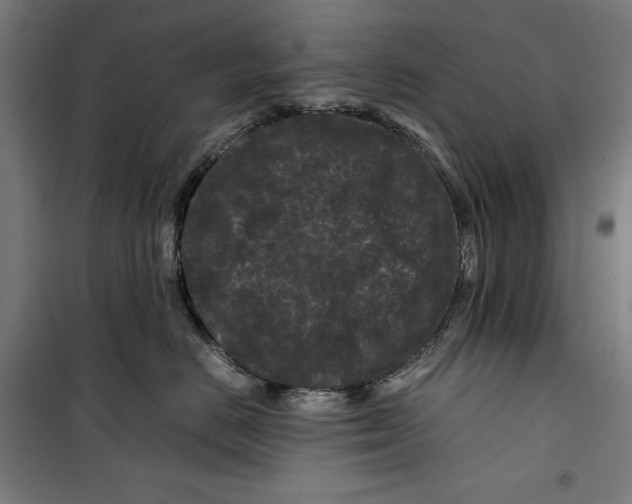 X0000099490670200806121353