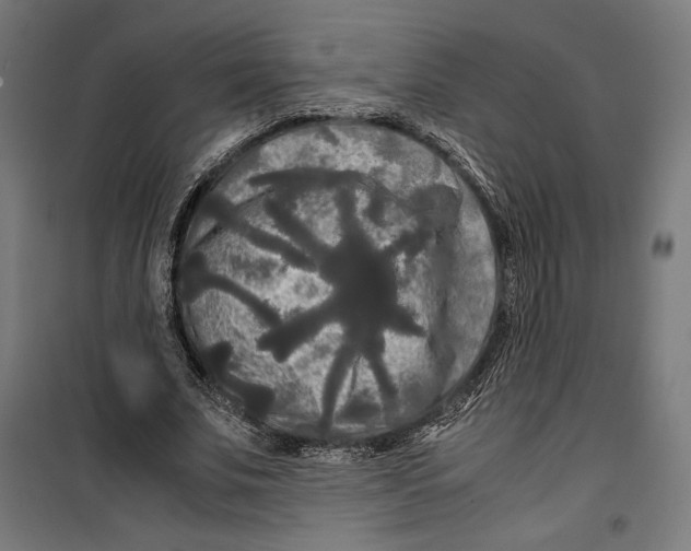 X0000099490679200806121353