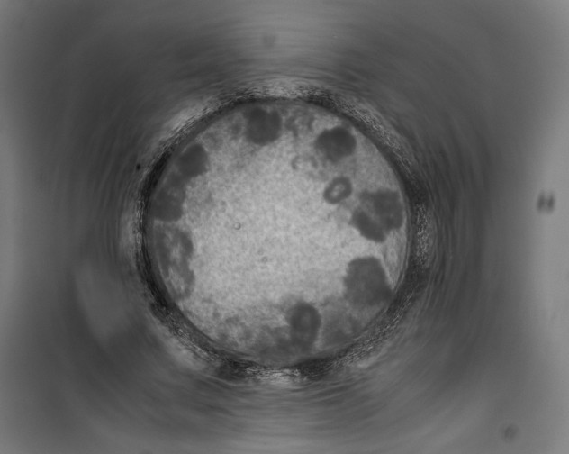 X0000099490683200806121352