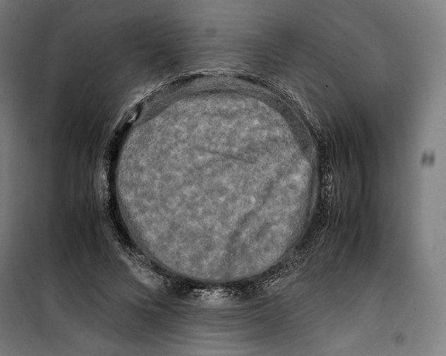 X0000099490688200806121352