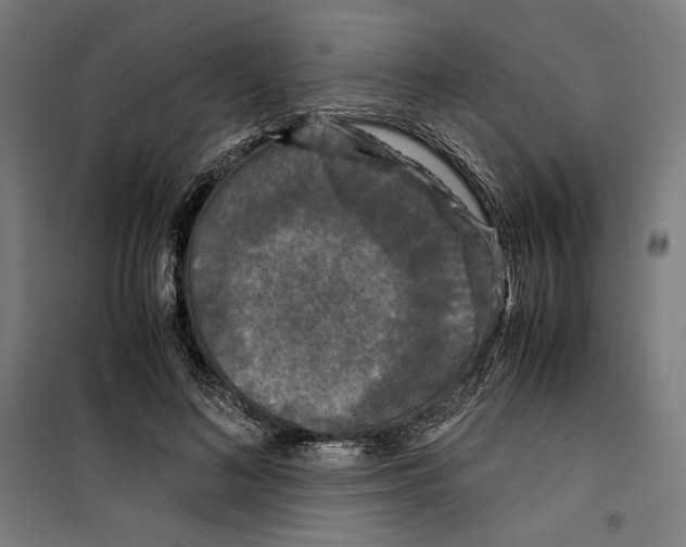 X0000099490692200806121352