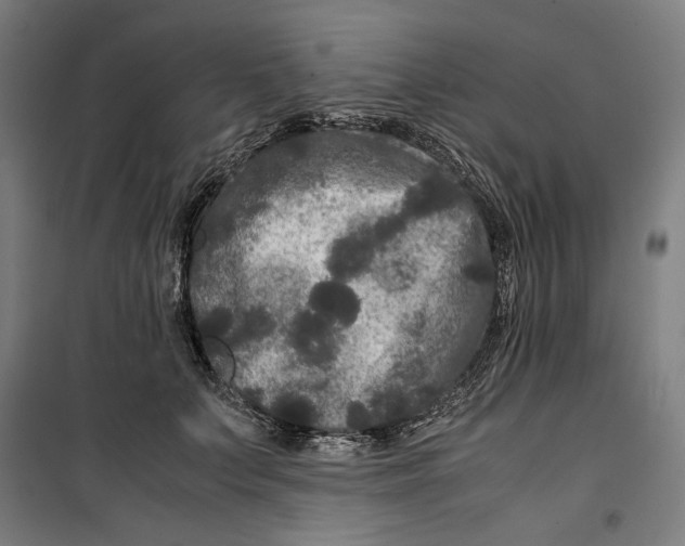 X0000099490703200806121352