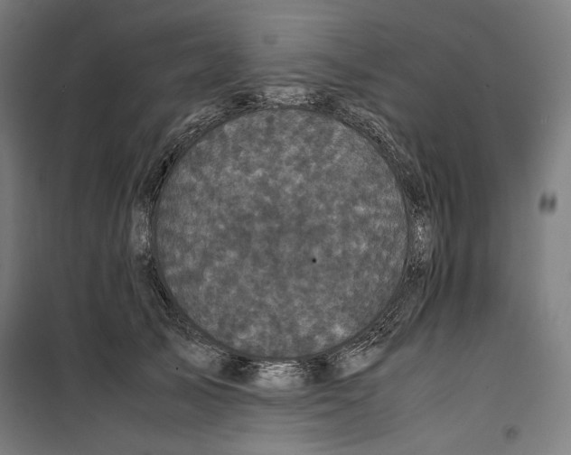 X0000099490705200806121352