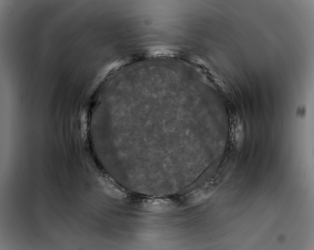 X0000099490716200806121352