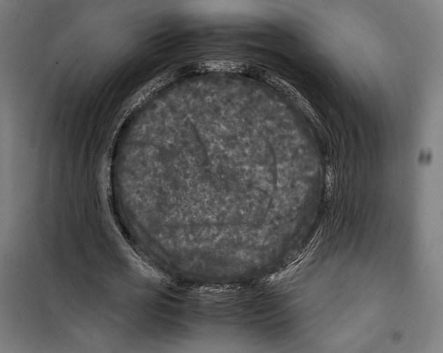 X0000099490725200806121351