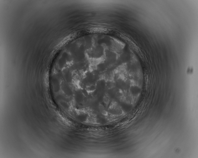 X0000099490729200806121351