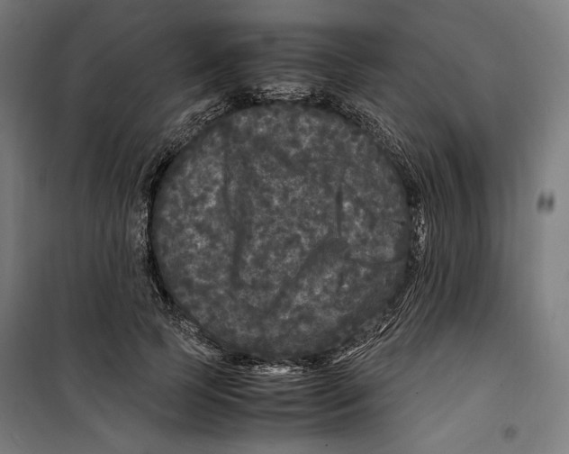 X0000099490745200806121352