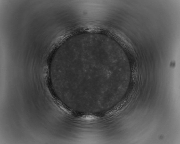 X0000099490748200806121352