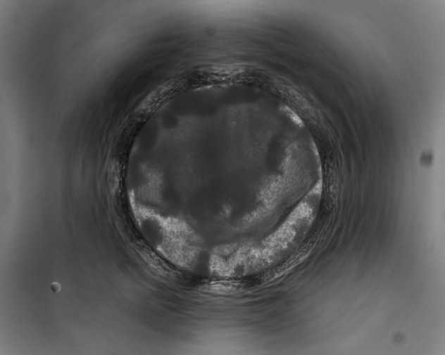 X0000099490758200806121352