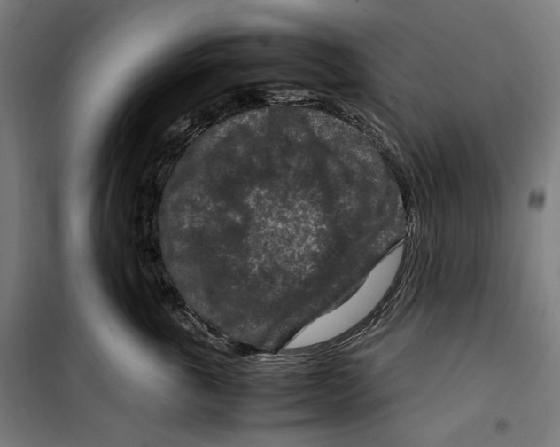 X0000099490763200806121352