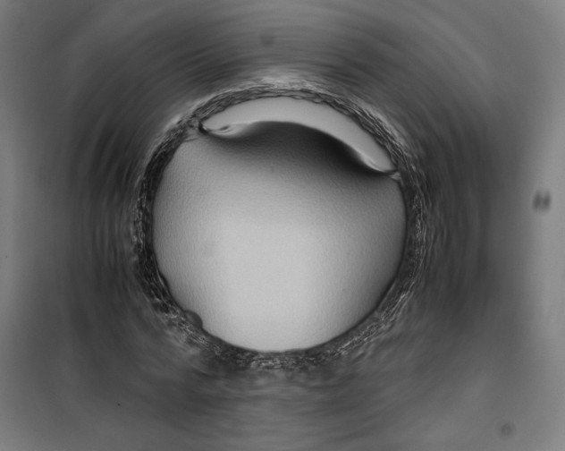 X0000099490776200806121351