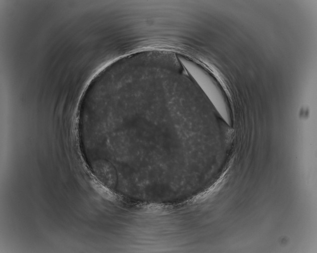 X0000099490779200806121351