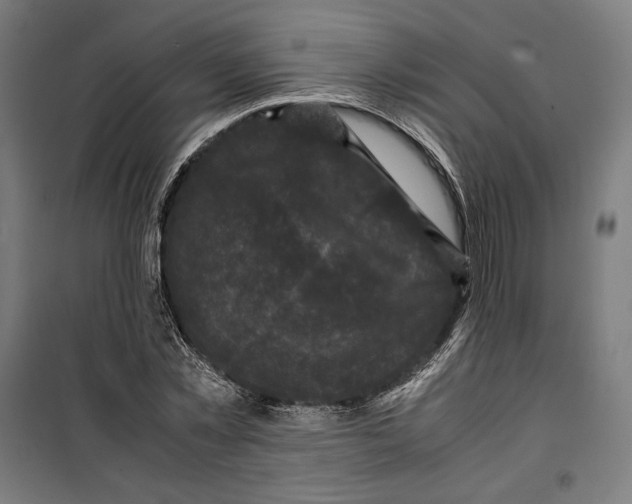 X0000099490781200806121351