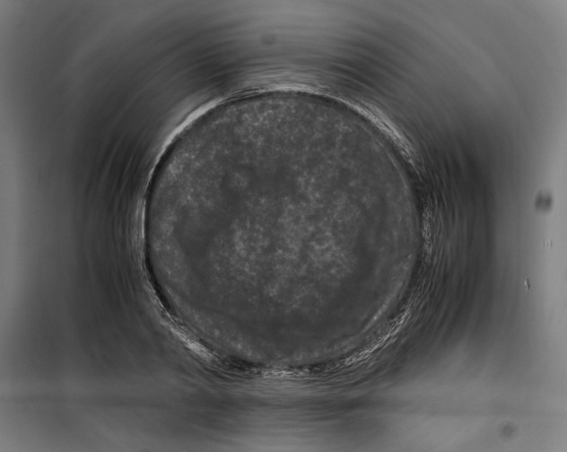 X0000099490790200806121351