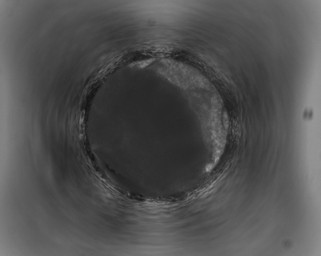 X0000099490818200806121350