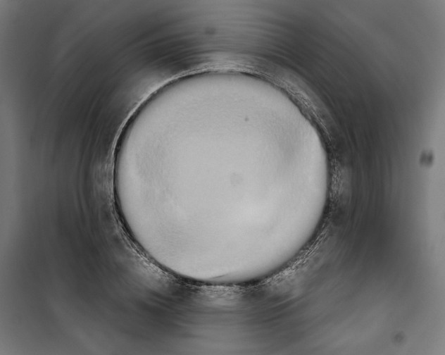 X0000099490836200806121350