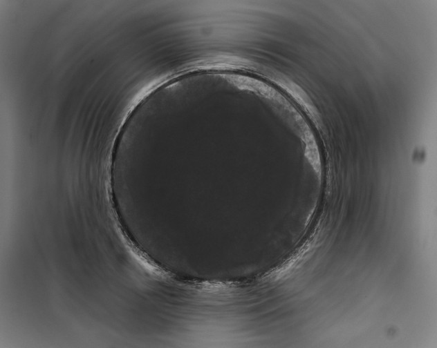 X0000099490850200806121350