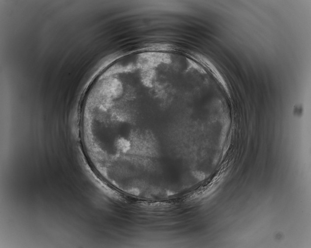 X0000099490851200806121350