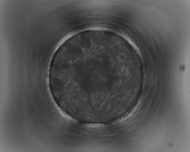 X0000099490853200806121350