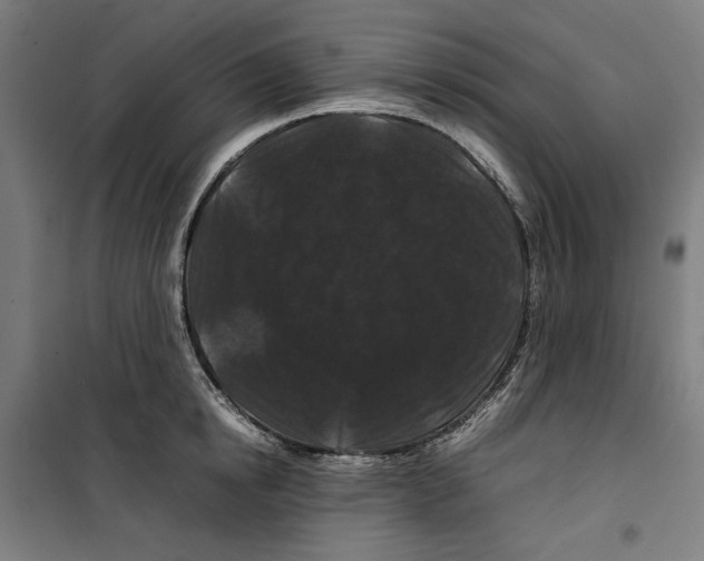 X0000099490854200806121350