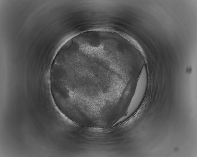 X0000099490855200806121350