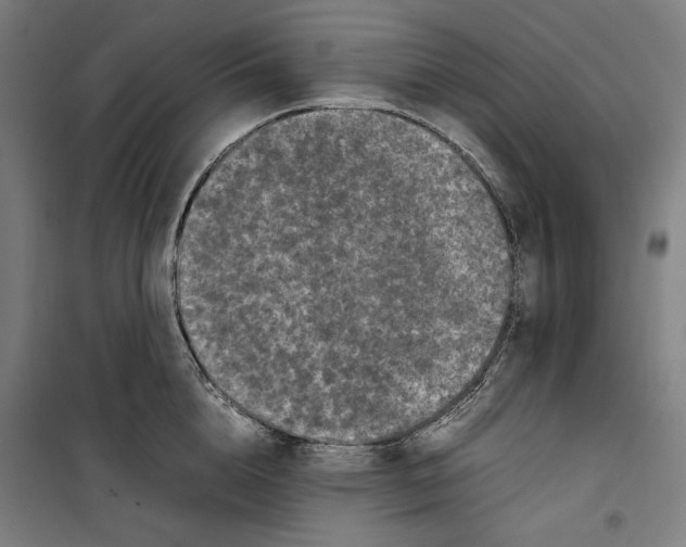 X0000099490856200806121351