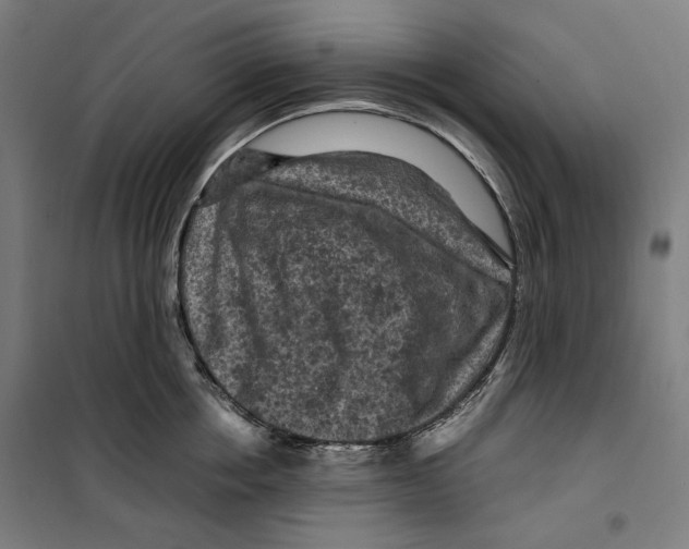 X0000099490858200806121351