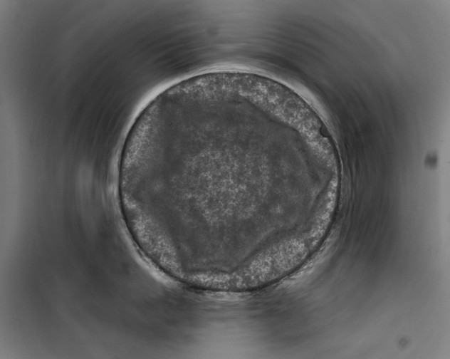 X0000099490862200806121351