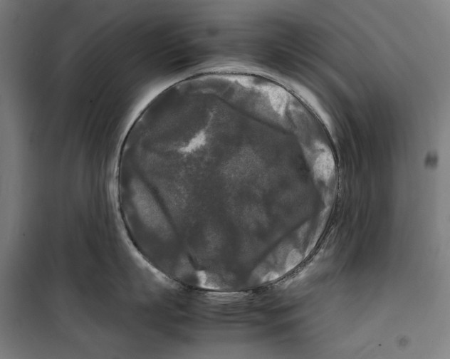 X0000099490863200806121351