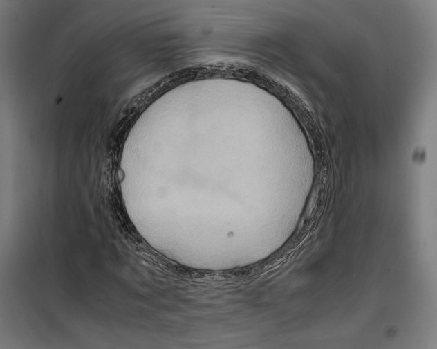 X0000099490869200806121350