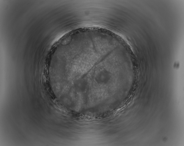 X0000099490871200806121350