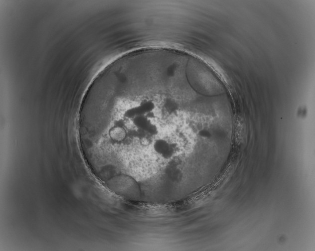 X0000099490895200806121350