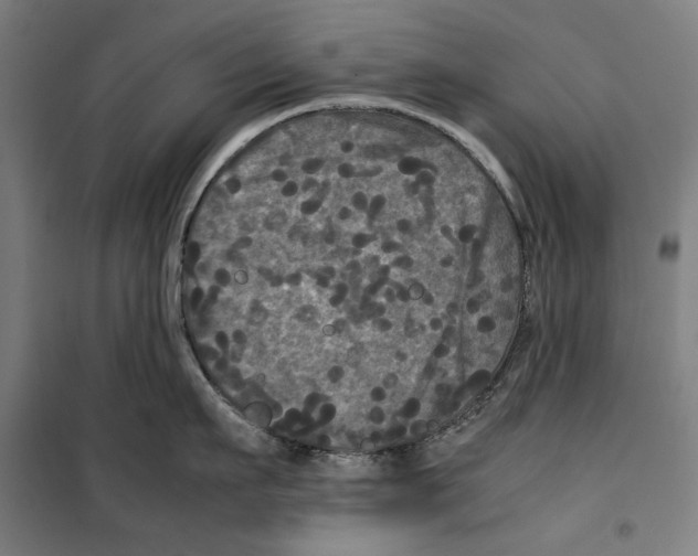 X0000099490911200806121349